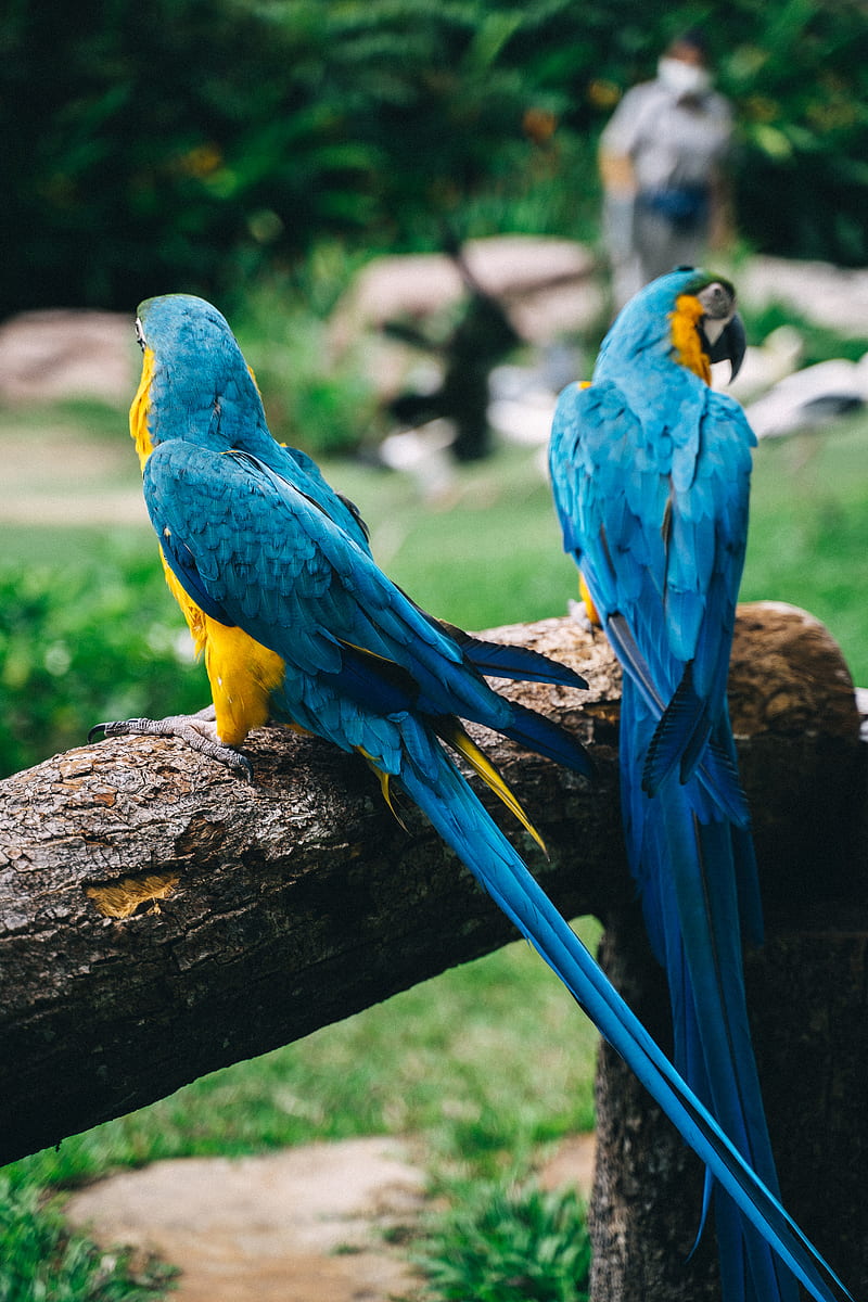Blue Yellow and Green Macaw on Brown Tree Branch, HD phone wallpaper
