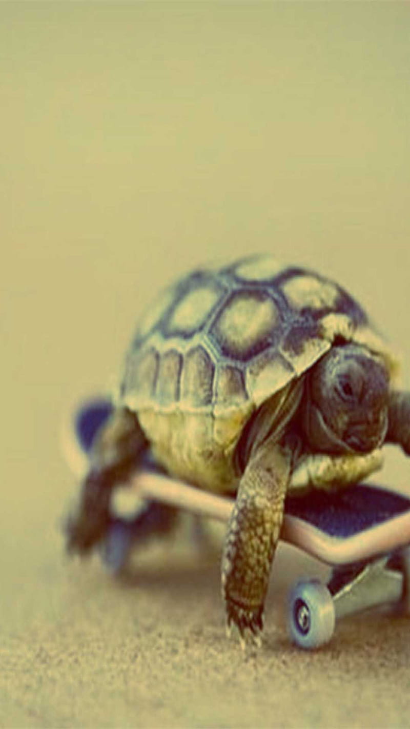 Turtle, slow, HD phone wallpaper