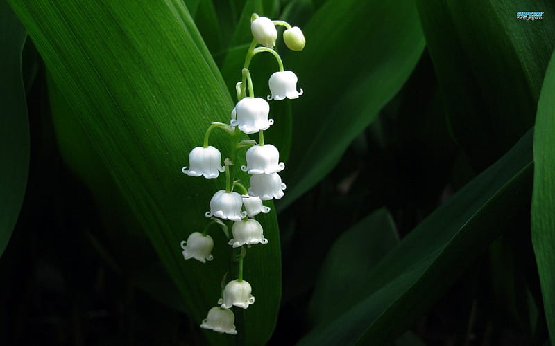 ~Beautiful White Bells~, lily of the valley, lovely, soft, unique, rare, delicate, flowers, white, bells, HD wallpaper