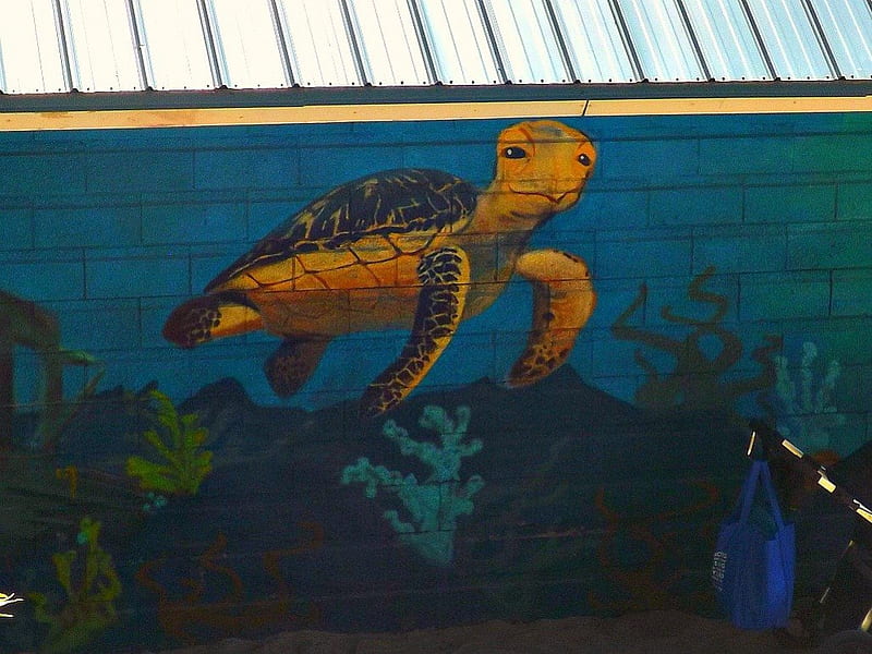 street art down at Johnson beach, street art, turtles, painted water, blue, HD wallpaper