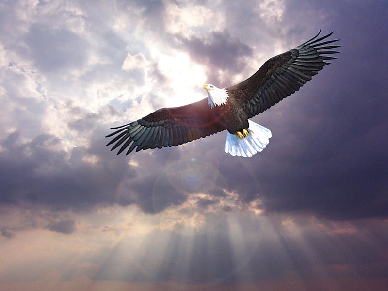 Eagle flying, fly, cloud, bird, eagle, nature, sky, animal, HD wallpaper