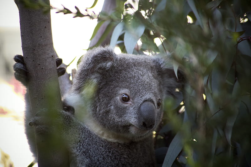 koala bear on tree during daytime, HD wallpaper