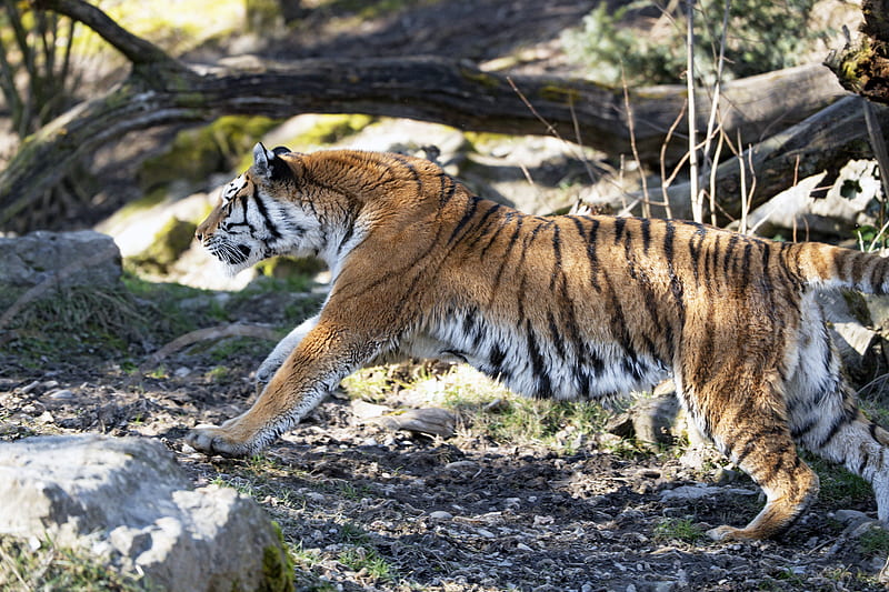 tiger, big cat, predator, stripes, HD wallpaper