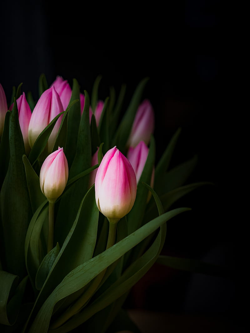 tulip, bouquet, buds, HD phone wallpaper