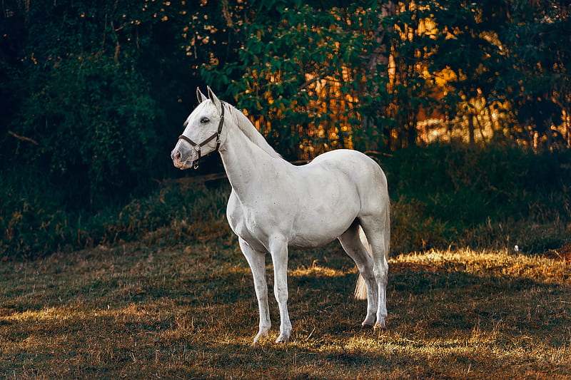 White horse on forest, HD wallpaper | Peakpx