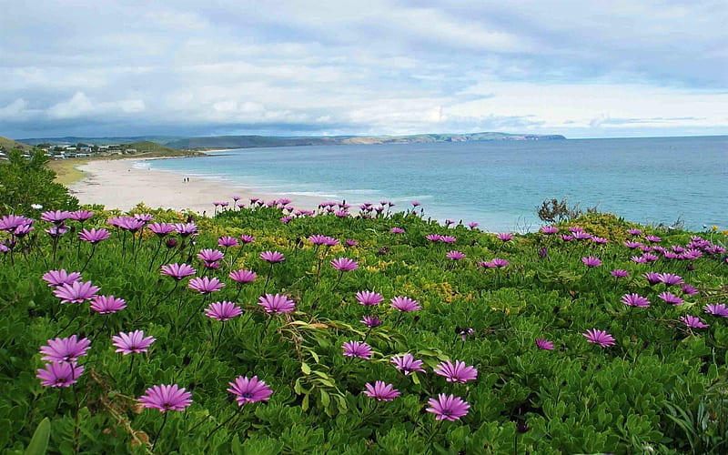 Flowers on Australian Beach, on, Australian, beach, nature, Flowers, HD wallpaper