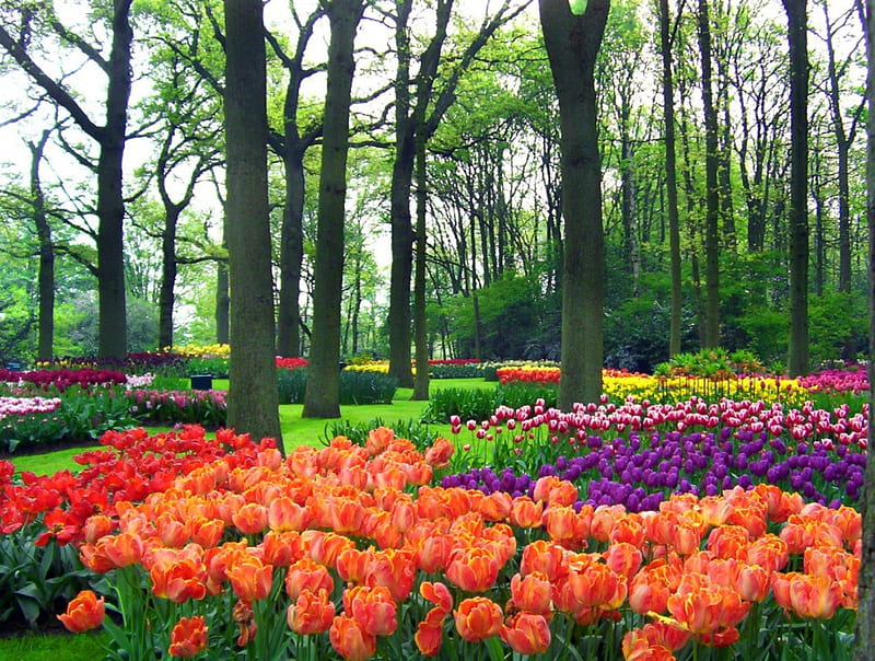 Tulips bed, pretty, colorful, bonito, bed, nice, flowers, tulips, lovely, Keukenhof, spring, park, trees, freshness, alleys, summer, garden, nature, HD wallpaper