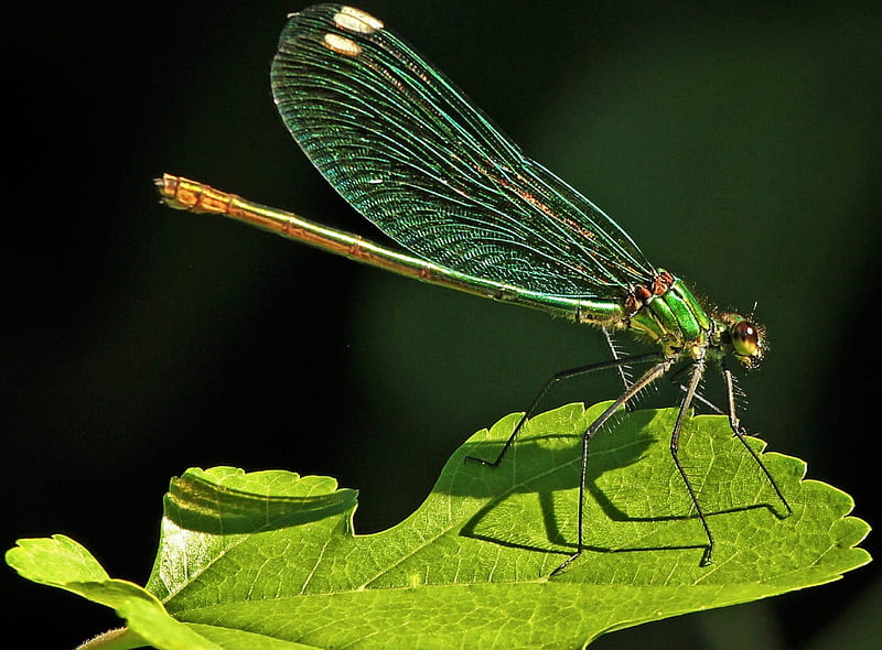 Dragonfly, wings, green, insect, black, leaf, HD wallpaper