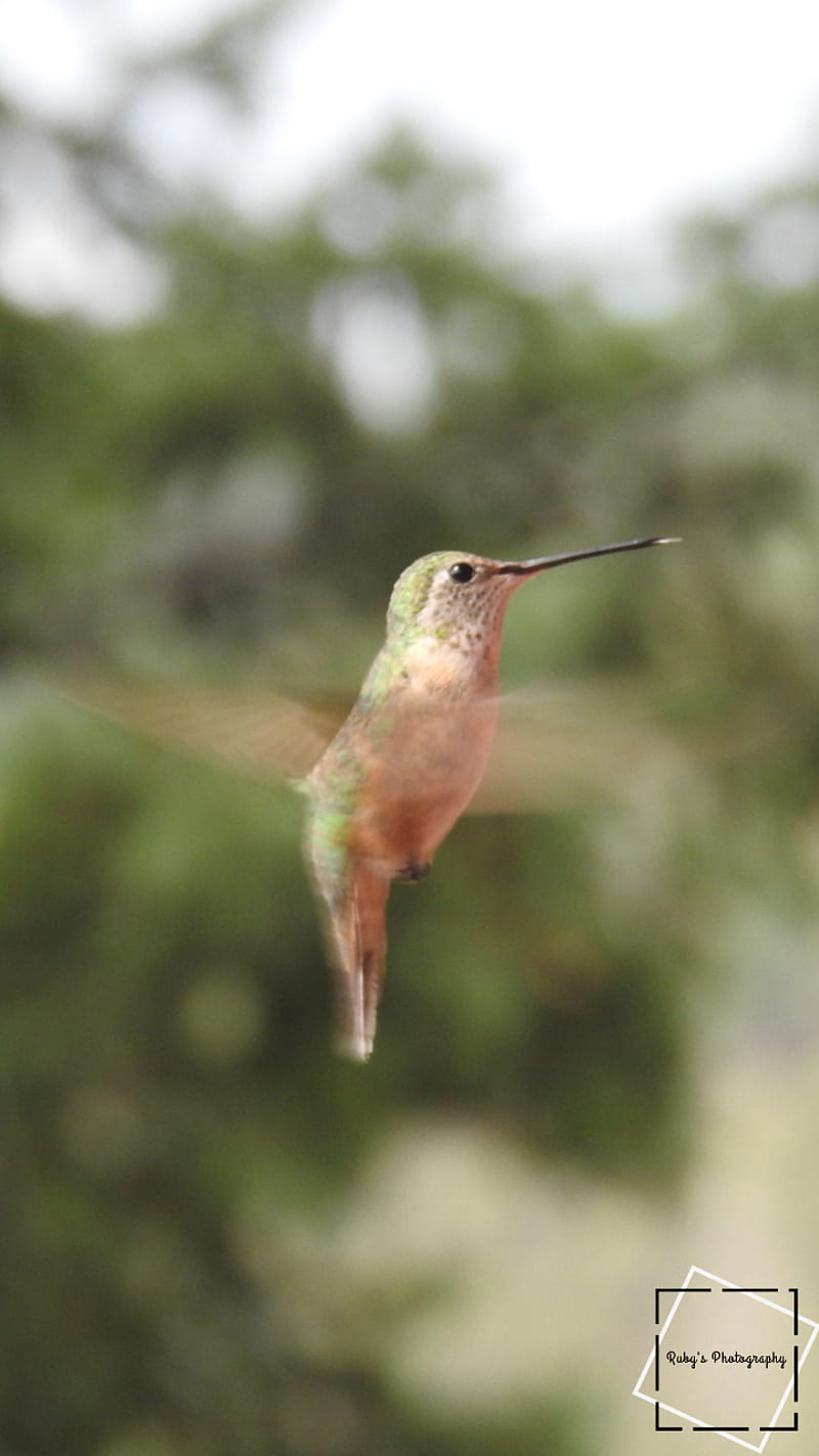 Humming Bird, adorable, birds, cute, flying, nature, graphy, woods, HD phone wallpaper