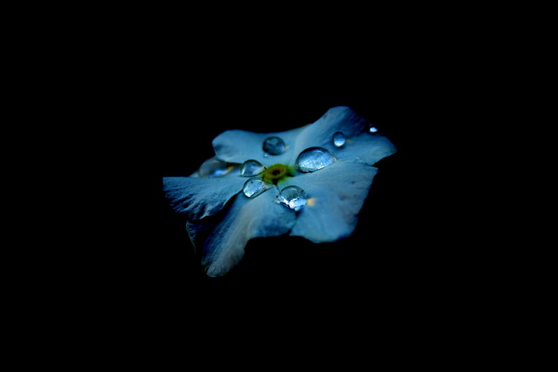 blue flower with water drops, HD wallpaper