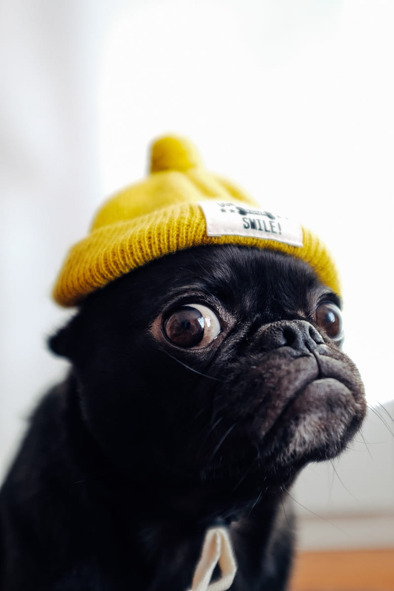 Pug, dog, hat, funny, pet, HD phone wallpaper | Peakpx