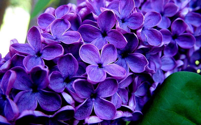 Dark Purple Lilacs, lilac, purple, flowers, nature, spring, branch, HD wallpaper