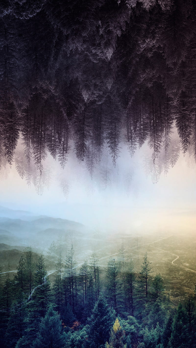 Misty forest, 