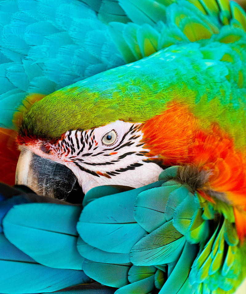 Premium Photo | Macaw Parrot HD 8K wallpaper background Stock Photographic  Image