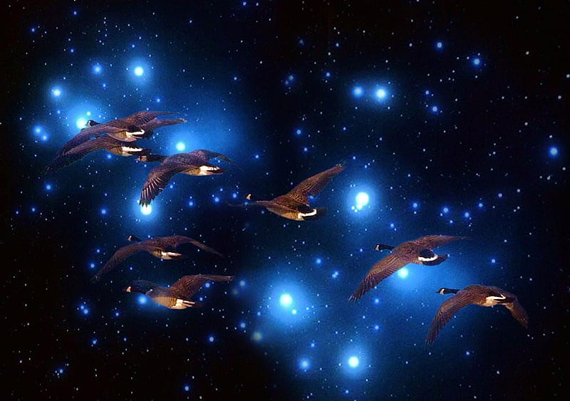Star flight, geese, migration, stars, flight, birds, sky, blue, night, HD wallpaper