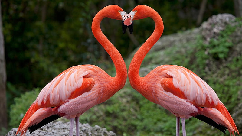 Pink flamingos, flamingos, wild, heart, birds, pink, outdoors, HD wallpaper