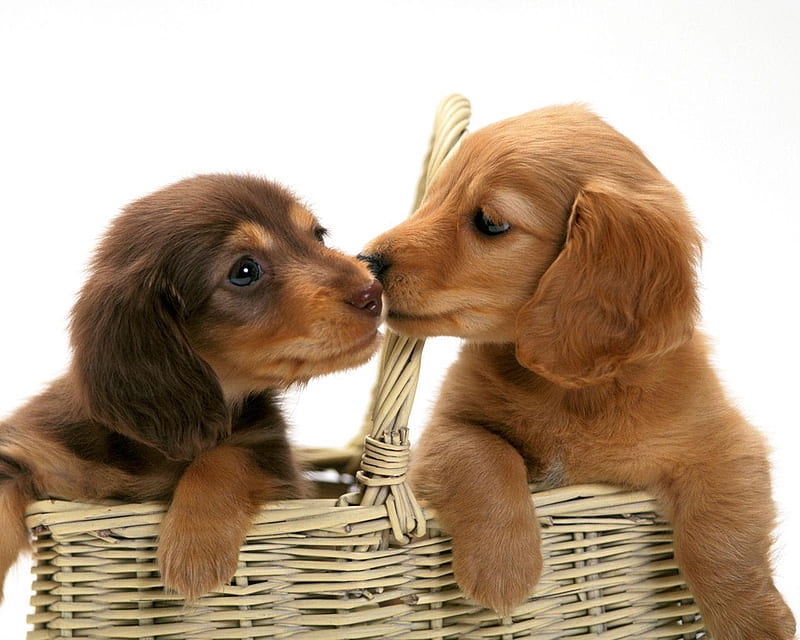 Miniature Dachshund Puppies, basket, dachshund, loving, animals, dogs, puppy, sweet, HD wallpaper