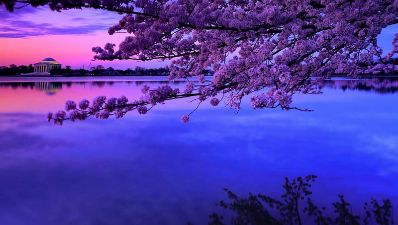 cherry blossom over the tidal basin in dc, tree, basin, monument, blossom, twilight, HD wallpaper
