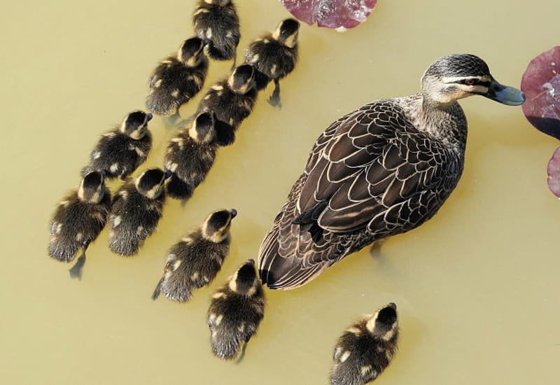 *** Family of ducks ***, bird, ducks, birds, animals, animal, HD wallpaper
