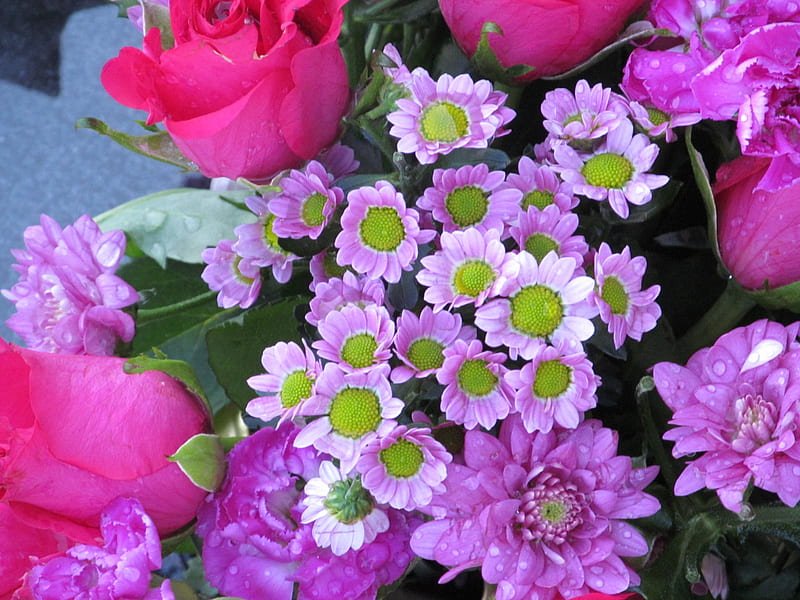 Abundant Pink, Blooms, Flowers, Plants, Flora, HD wallpaper