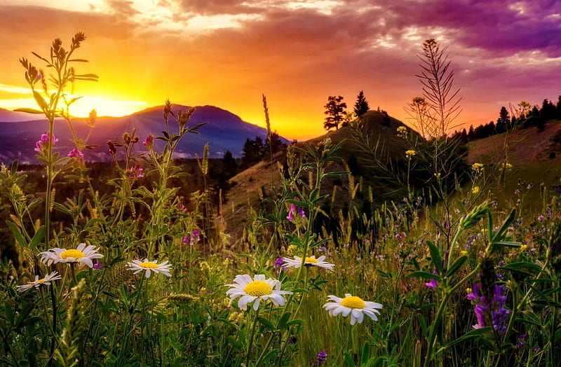 Sunrise over mountain, amazing, glow, grass, sinrise, bonito, sunset, sky, mountain, rays, wildflowers, meadow, HD wallpaper