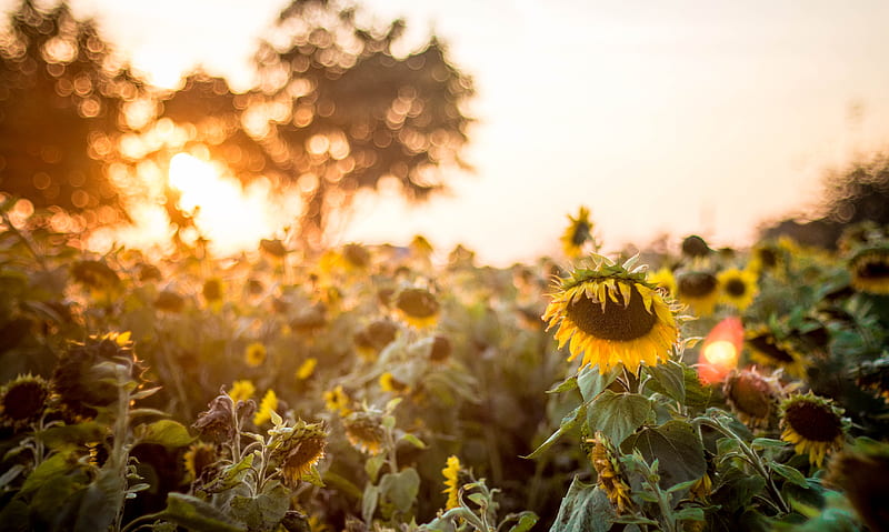 Selective Focus of Sunflowers, HD wallpaper