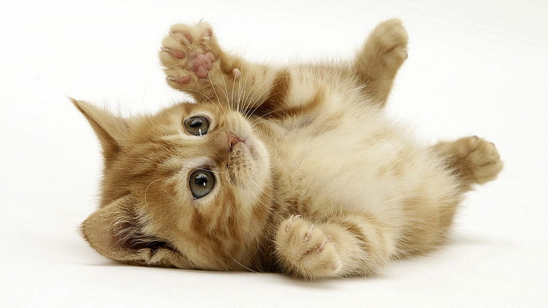 lets play, feline, cat, kitten, animal, HD wallpaper