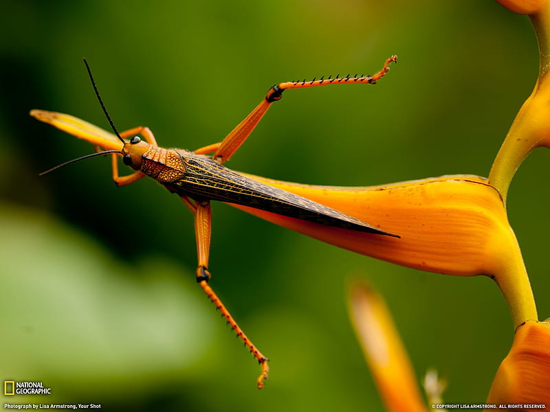 Grasshopper Honduras-National Geographic magazine, HD wallpaper