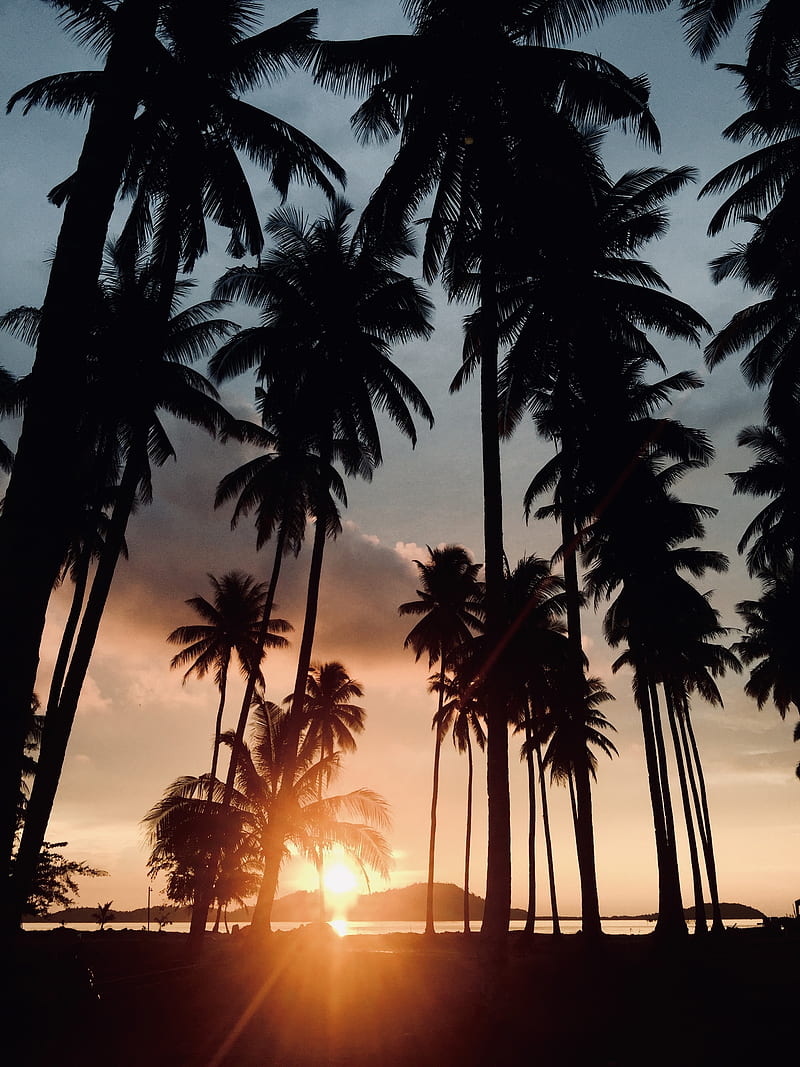 palm trees, sunset, tropics, sunlight, trees, HD phone wallpaper