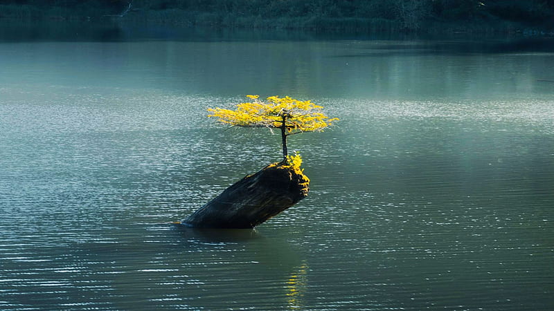 The famous Bonsai Tree of Fairy Lake, Montana, clouds, sky, water, rock, usa, HD wallpaper