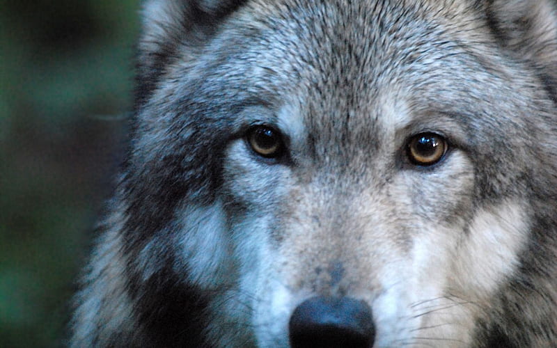 Wolf close-up , close-up, nature, wolf, eyes, wolves, animals, HD wallpaper