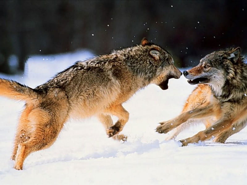 Wolf, fighting, snow, , wolf, HD wallpaper | Peakpx