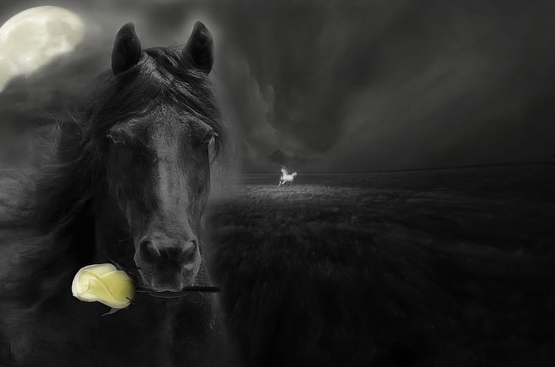 Rendezvous...♡, horizon, rose, black, yellow, horse, sky, clouds, moon, dark, moonlight, white, HD wallpaper