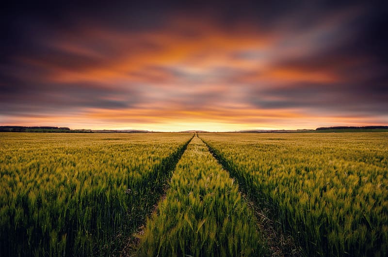 Nature, Sunset, Summer, Wheat, , Field, Cloud, HD wallpaper | Peakpx