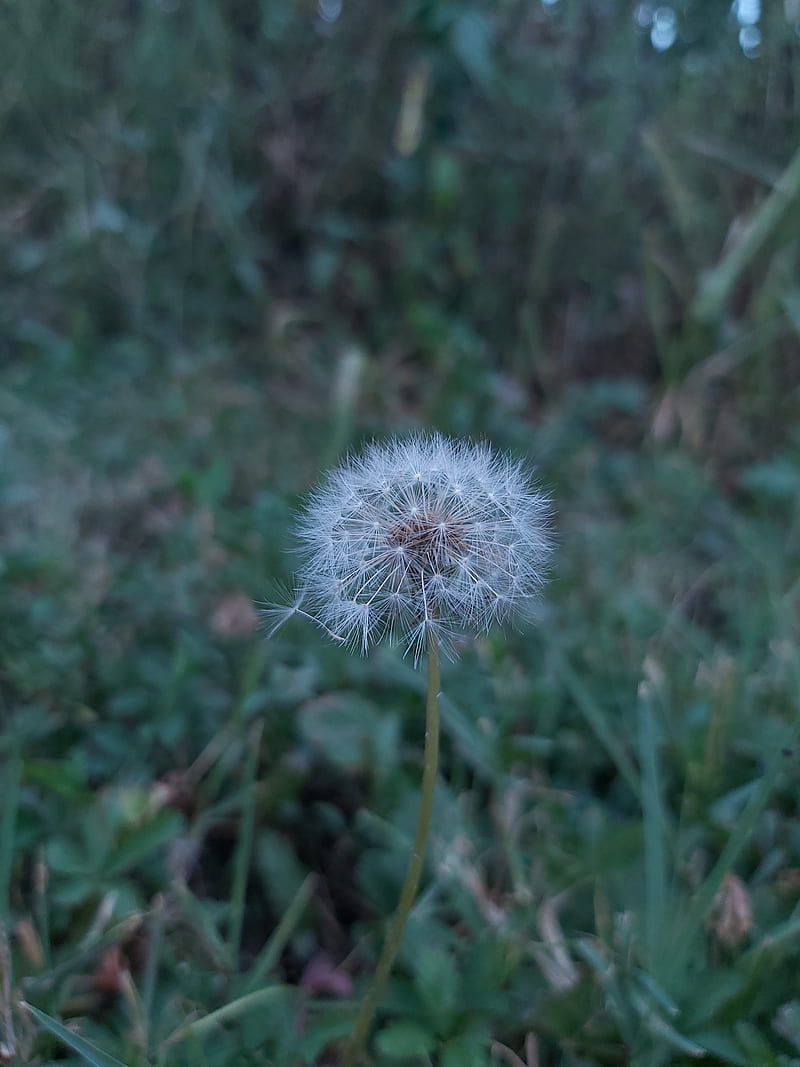 nature, beautiful nature, taken on samsug a70, HD phone wallpaper