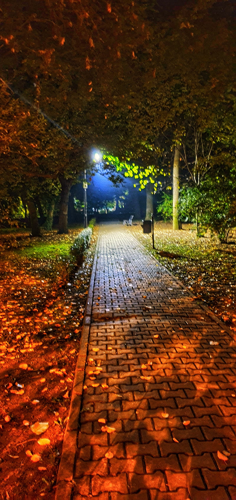 automn light, dark, leaf, nature, night, park, HD phone wallpaper