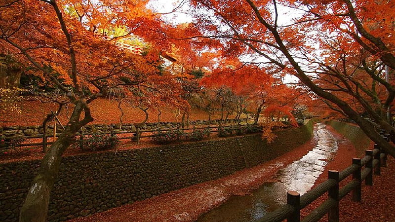 Body Of Water Between Wood Fence With Trees Japanese, HD wallpaper
