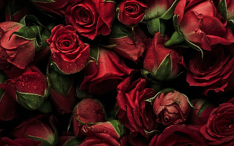 Roses, red, green, rose, texture, valentine, skin, carpet, trandafir, HD wallpaper