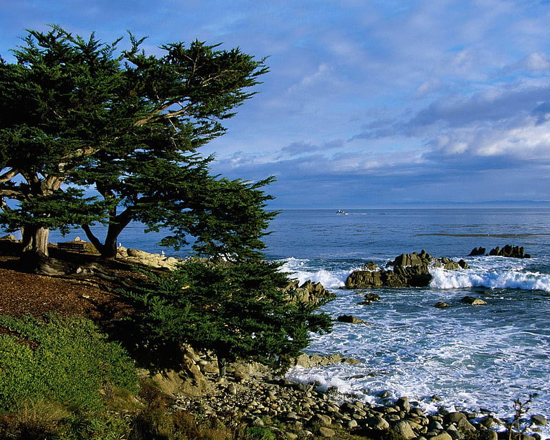 Pacific Grove Coastline, California, grove, nature, coastline, trees, sea, HD wallpaper