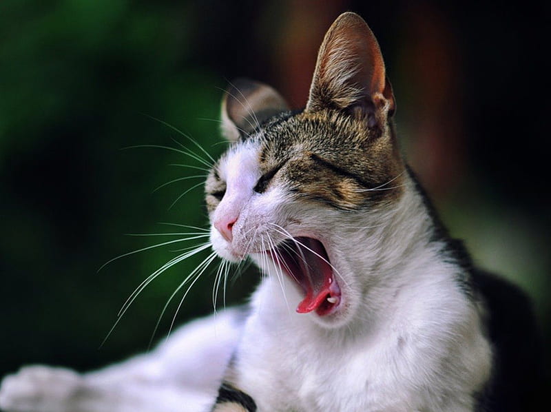 A..a...a....! It's Monday!!, monday, yawning, cat, lazy, HD wallpaper