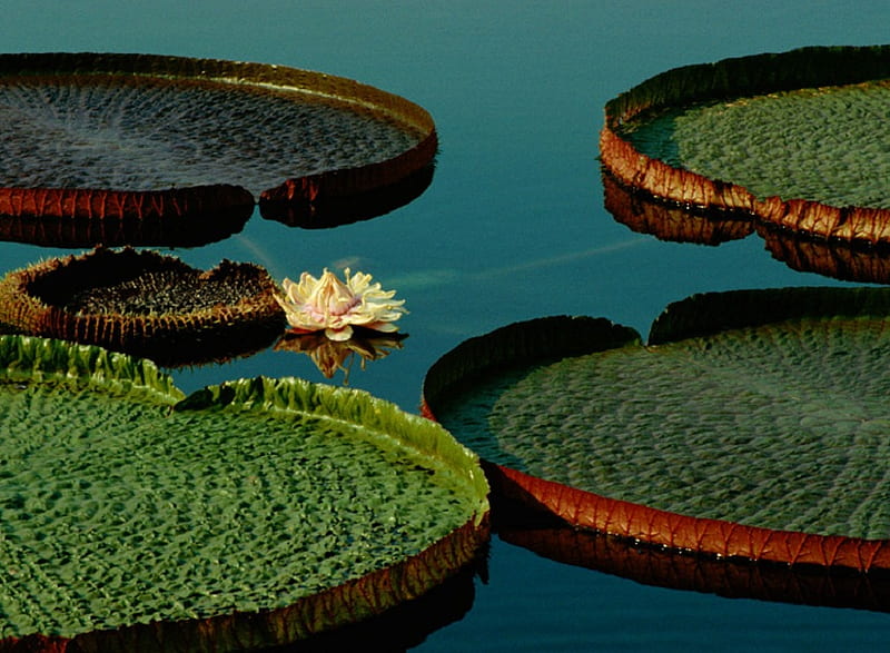 Lily Pads, lily, flower, water, pads, HD wallpaper