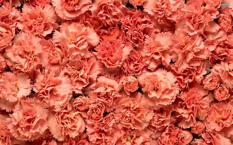 Blushing Carnations, pretty, flowers, carnations, pink, HD wallpaper