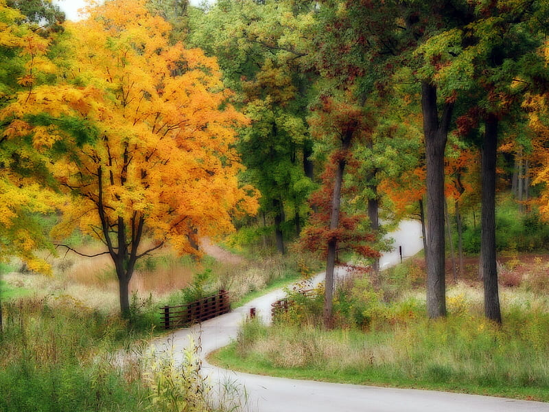 Arboretum Fall, fall, path, arboretum, HD wallpaper