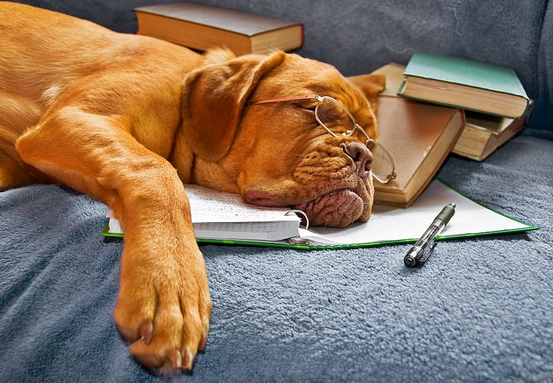 Dogs, Dog, Animal, Book, Glasses, Dogue De Bordeaux, Mastiff, HD wallpaper