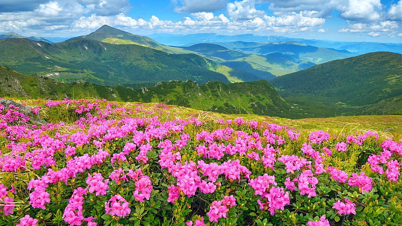 Mountain Meadows, forest, spring, sky, clouds, mountain, flowers, nature, meadow, blue, HD wallpaper