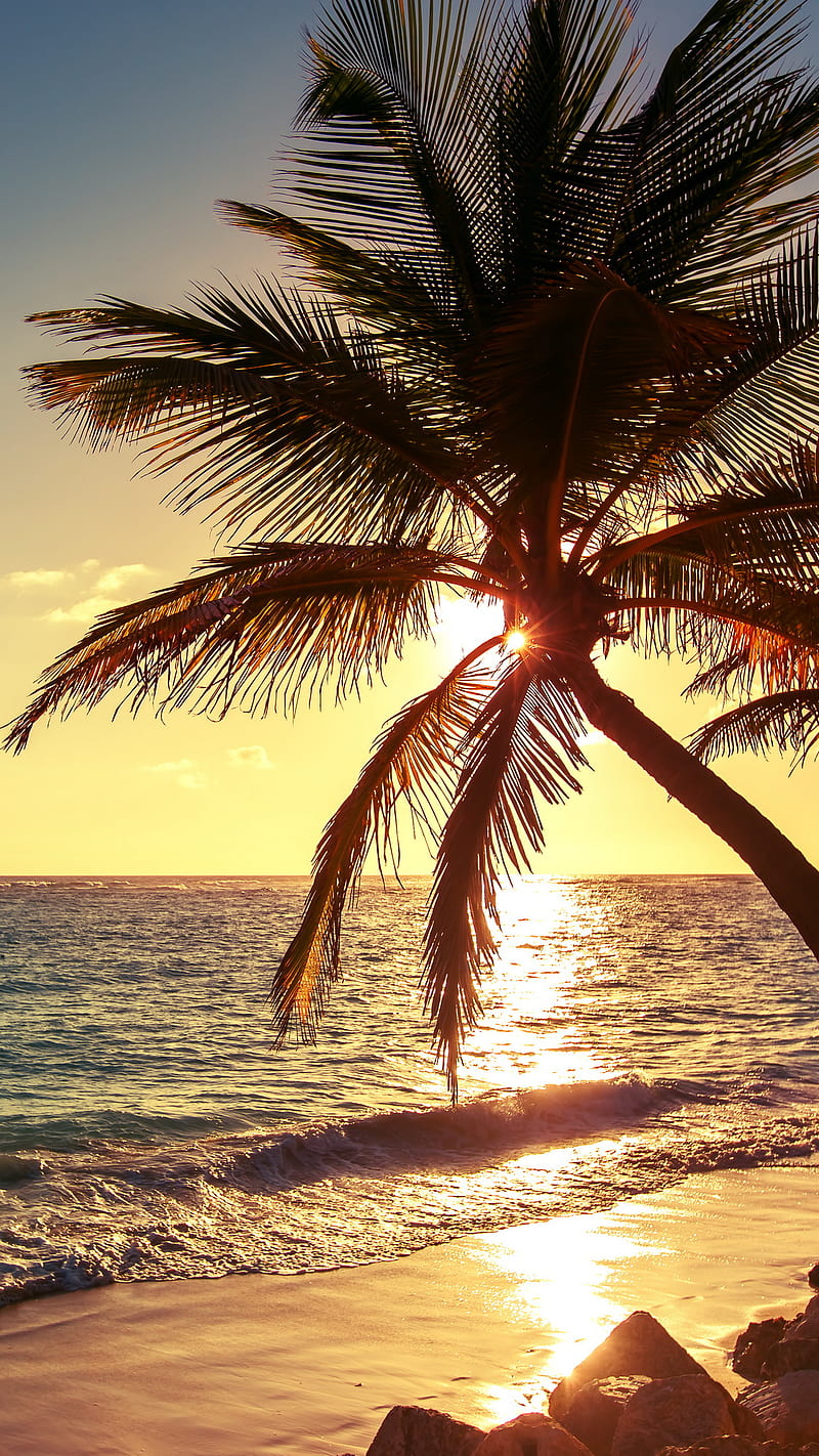 Palms Beach, nature, palm, sea, sunset, water, HD phone wallpaper