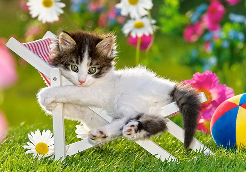 Resting kitty, pretty, colorful, grass, fluffy, bonito, adorable, sweet, ball, nice, flowers, rest, lovely, kitty, relax, greenery, dunbed, fun, joy, cat, yard, freshness, daisies, cute, summer, day, garden, funny, kitten, HD wallpaper