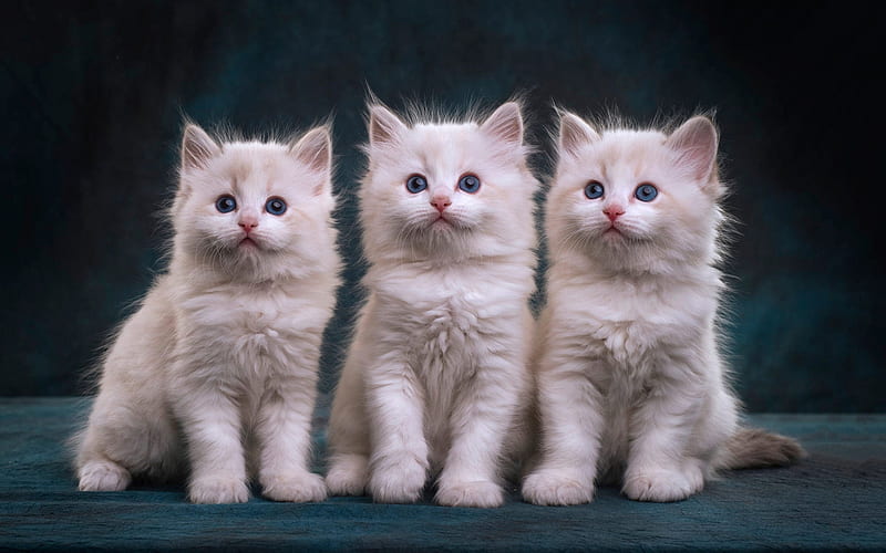 three fluffy kittens, white fluffy little cats, ragdoll kittens, cute animals, pets, ragdoll, HD wallpaper