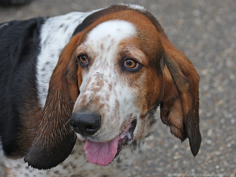 Cute Basset Hound, hound, basset, basset hound, dog, HD wallpaper