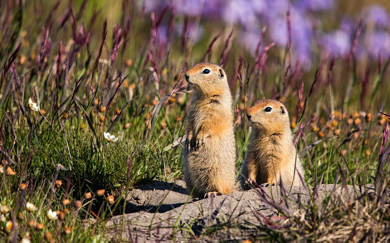 Gophers, rodents, small, animals, America, HD wallpaper